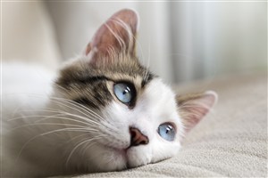 睁大眼睛的猫咪图片