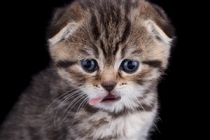 吐舌头的猫咪图片