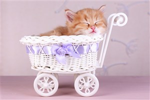 小推车里的猫咪图片
