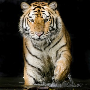 水潭里的老虎图片