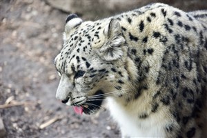 吐舌头的豹子图片