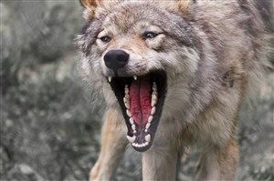 血盆大口的狼图片-099