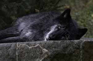漂亮的黑狼图片
