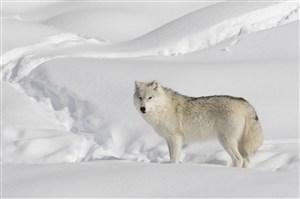 雪地里忧伤的白狼图片