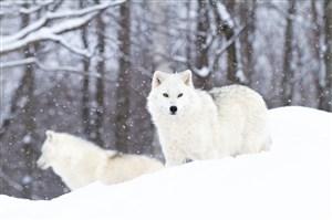 下雪天群狼图片