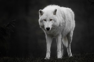 黑暗森林里的白狼图片