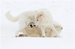 两头玩耍的白狼图片