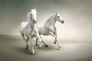 两头白色骏马写真
