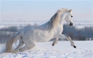 雪地上奔跑的白色骏马图片