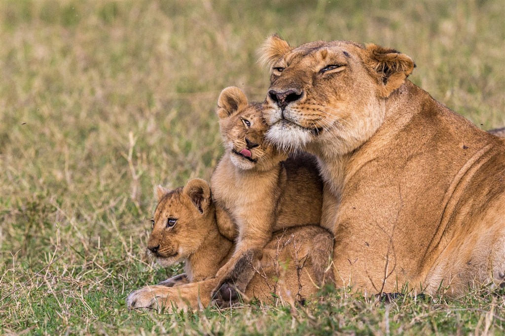 唯美野生动物三头狮子图片