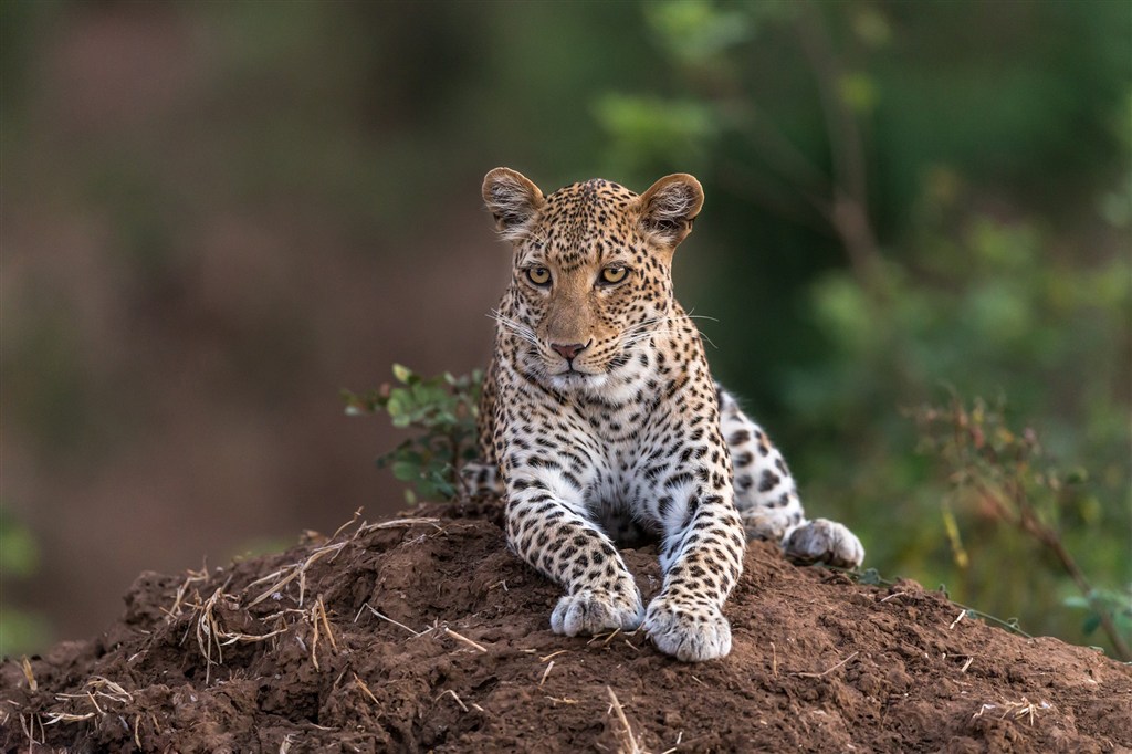 唯美野生动物趴在土上的小豹子图片