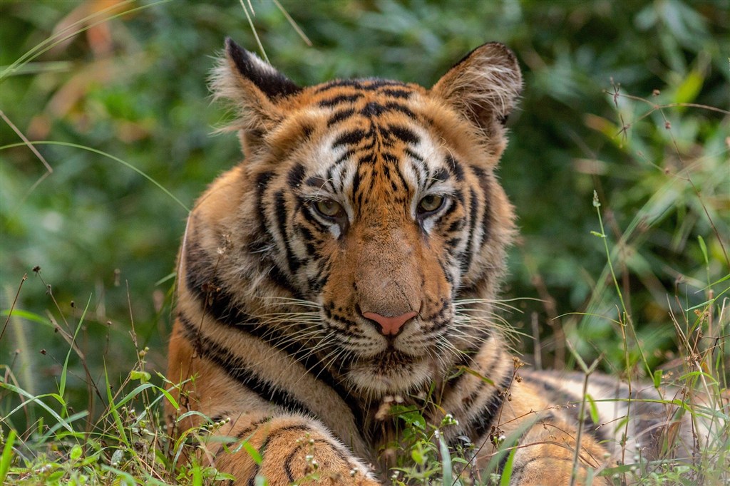 唯美野生动物森林草地上的老虎图片