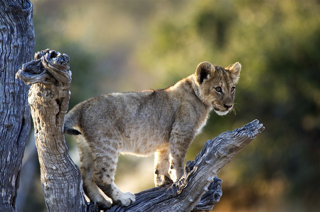 唯美野生动物树枝上的小狮子图片
