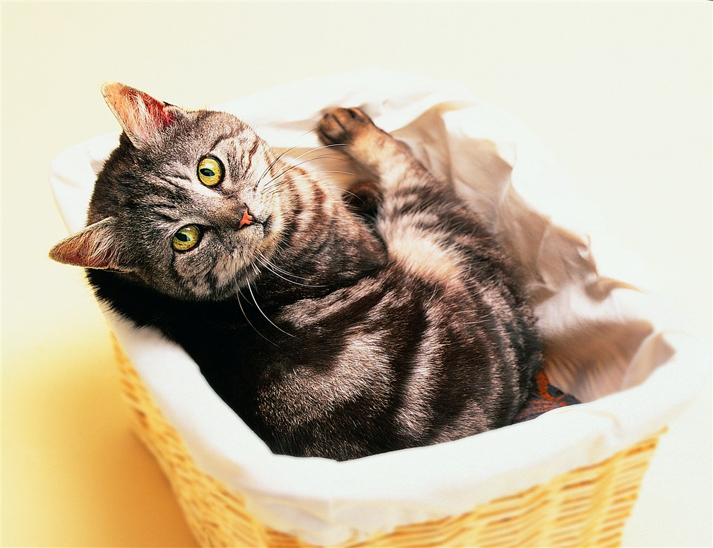 篮子里的宠物猫咪图片