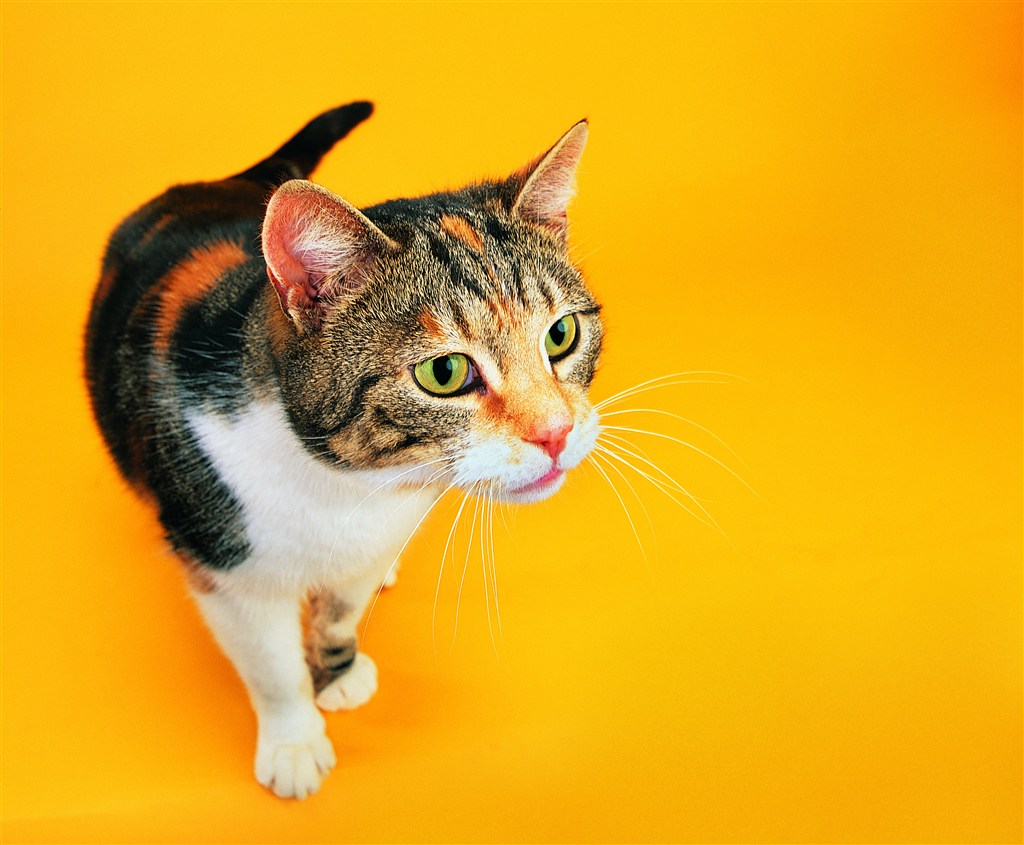黄色背景下的宠物猫咪图片