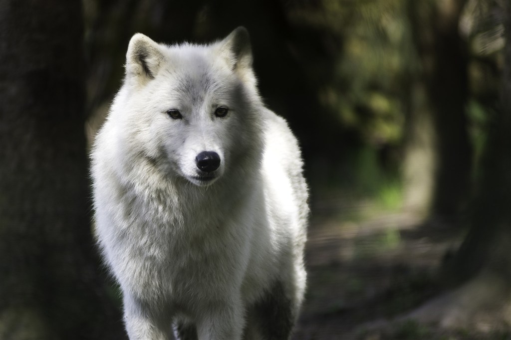 林中散步的白色狼图片