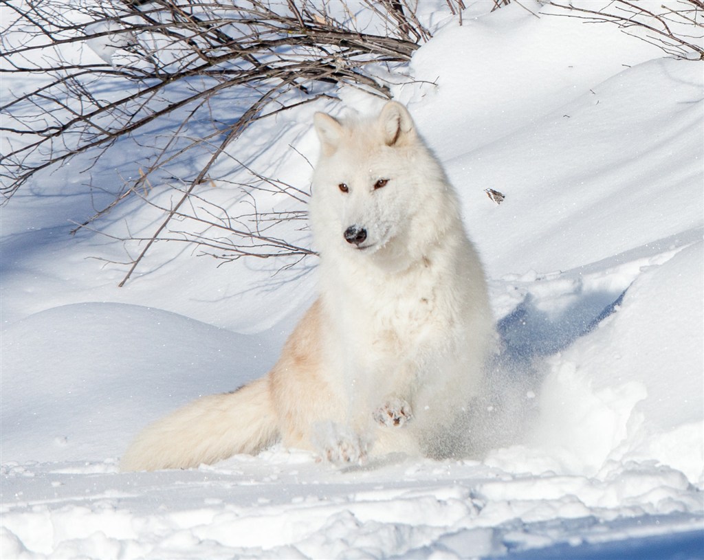 唯美野生动物雪地里的白狼图片