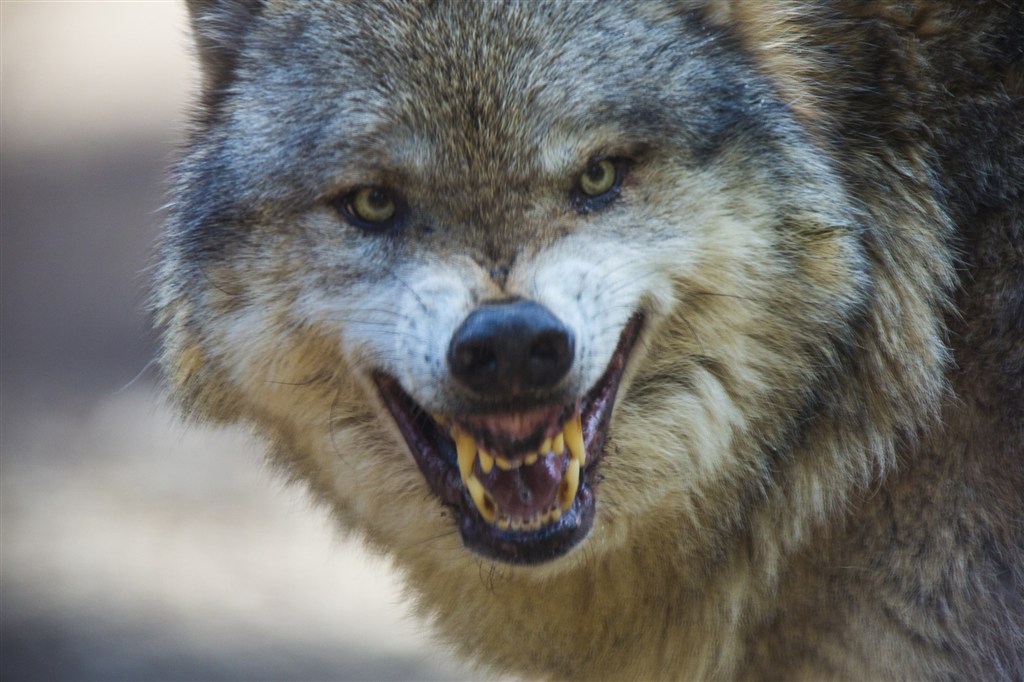张牙的财狼图片