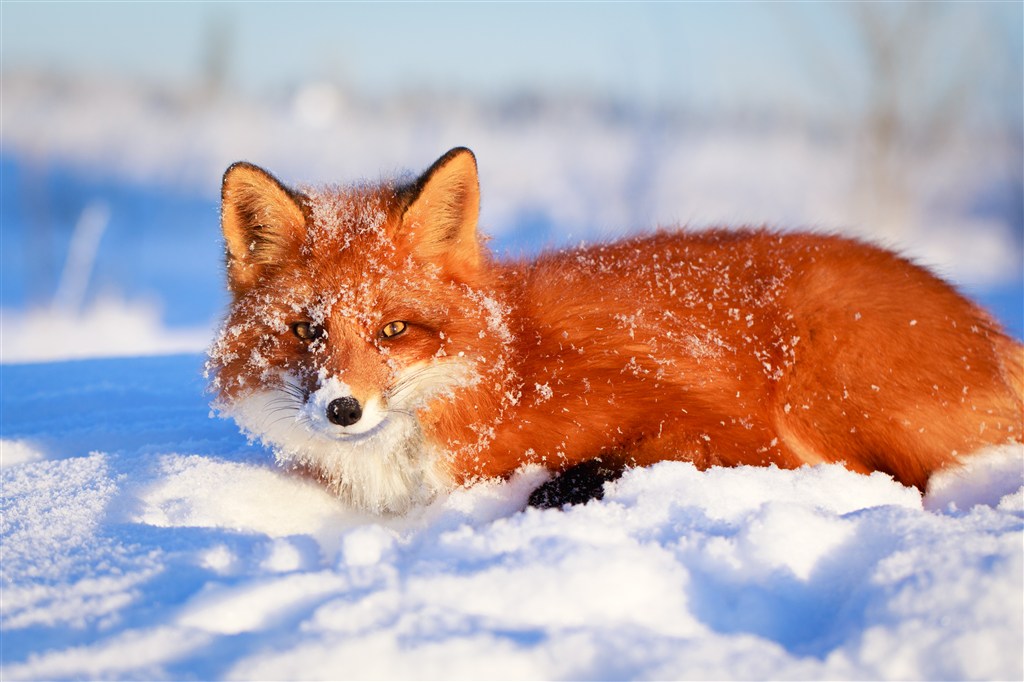 趴在雪地里的狐狸图片
