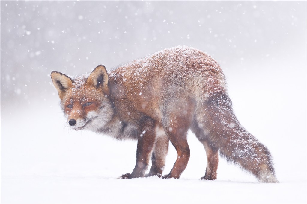 鵝毛大雪地里的狐貍圖片