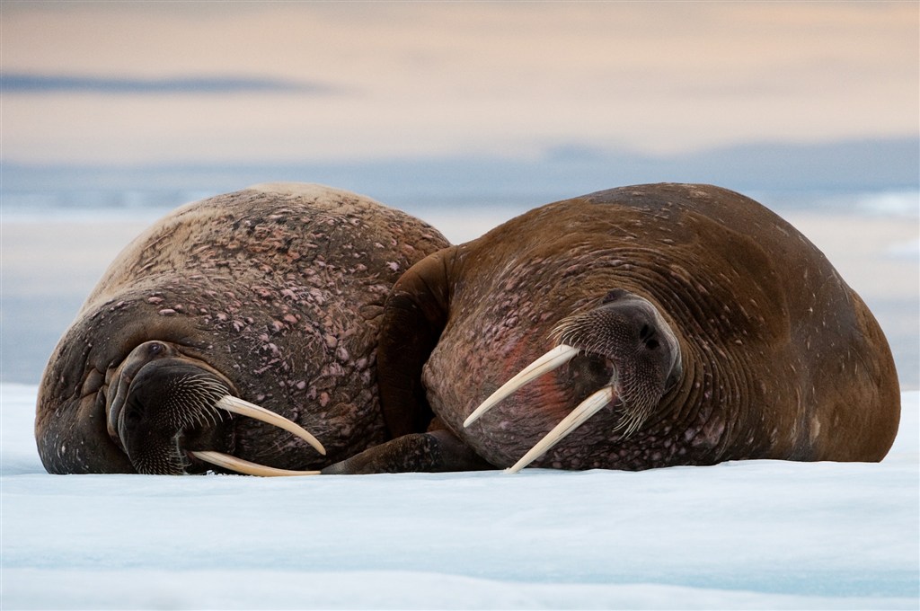 唯美野生动物两头睡觉的海狮图片