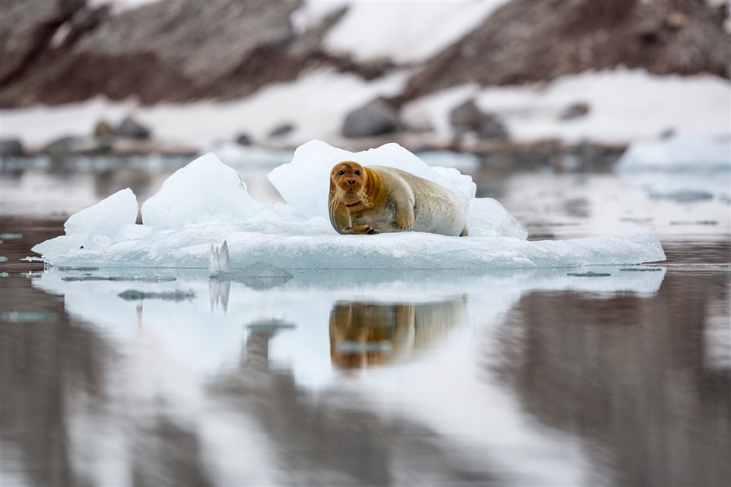 唯美野生动物冰面上的海狮图片