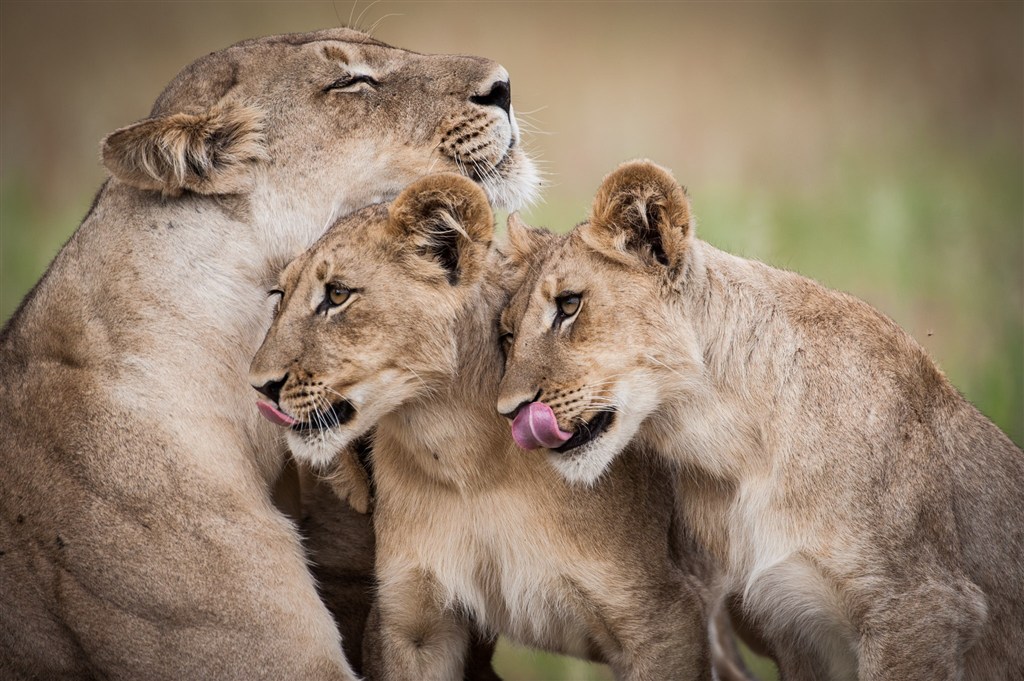 唯美野生动物舔嘴巴的狮子图片