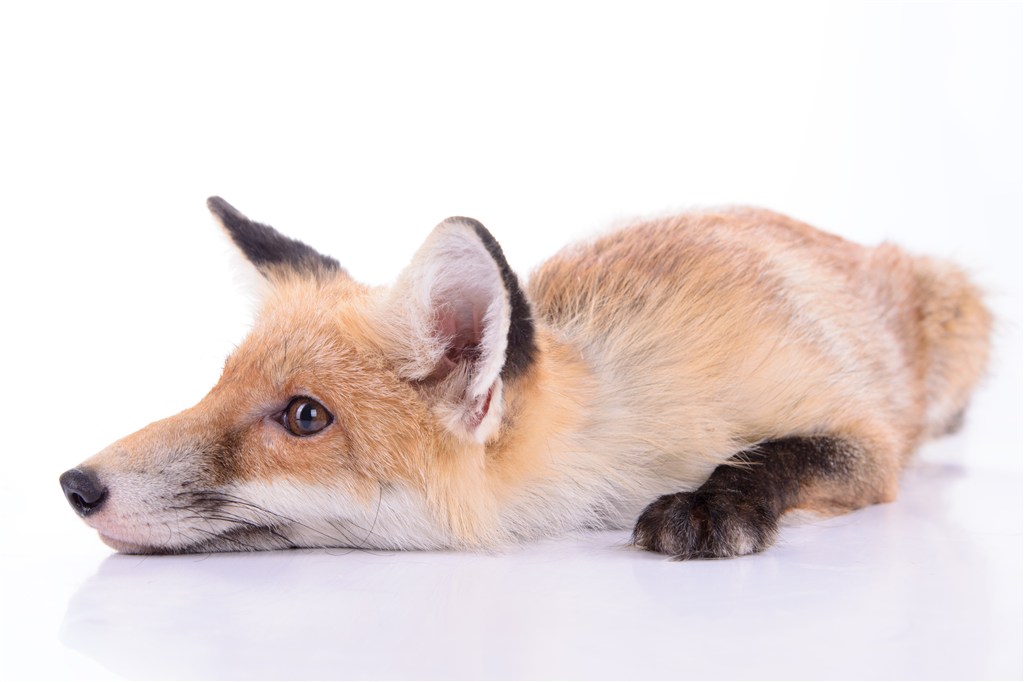 唯美野生動物白色背景狐貍圖片素材