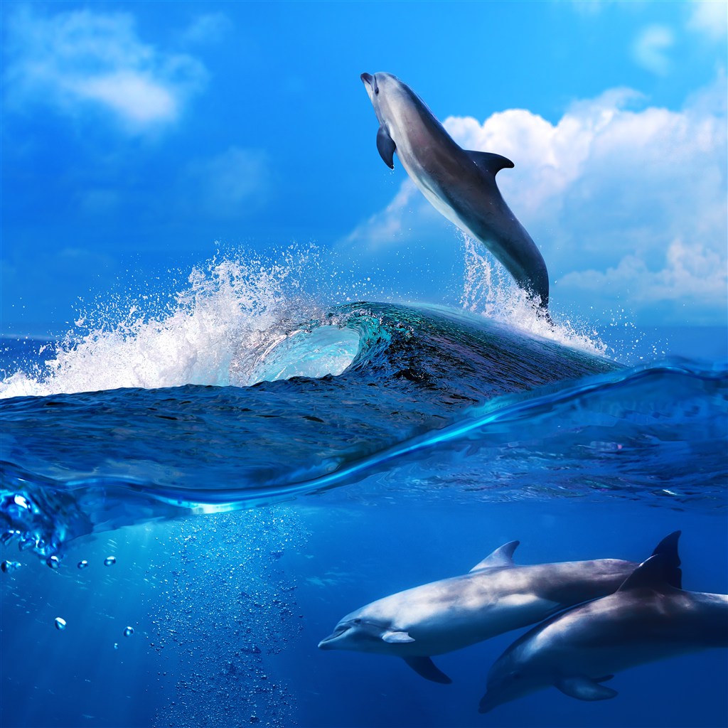 唯美海洋动物飞跃起来的海豚图片