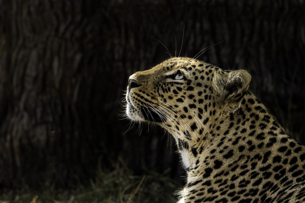 唯美野生动物黑暗中大树旁的豹子图片