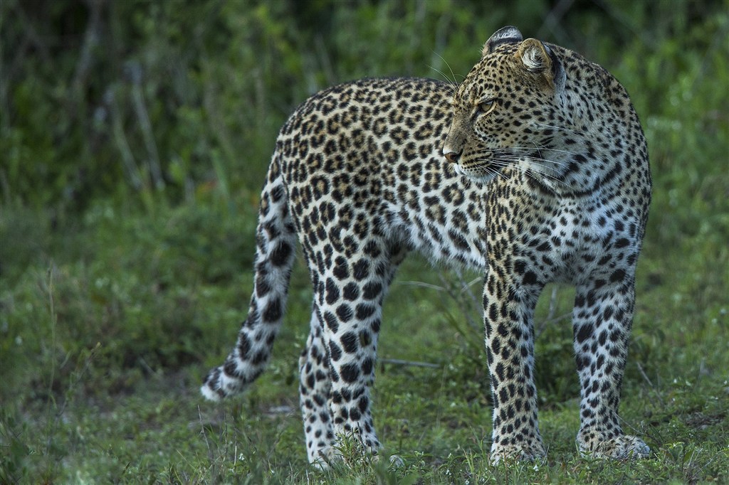 唯美野生动物回头观看的豹子图片