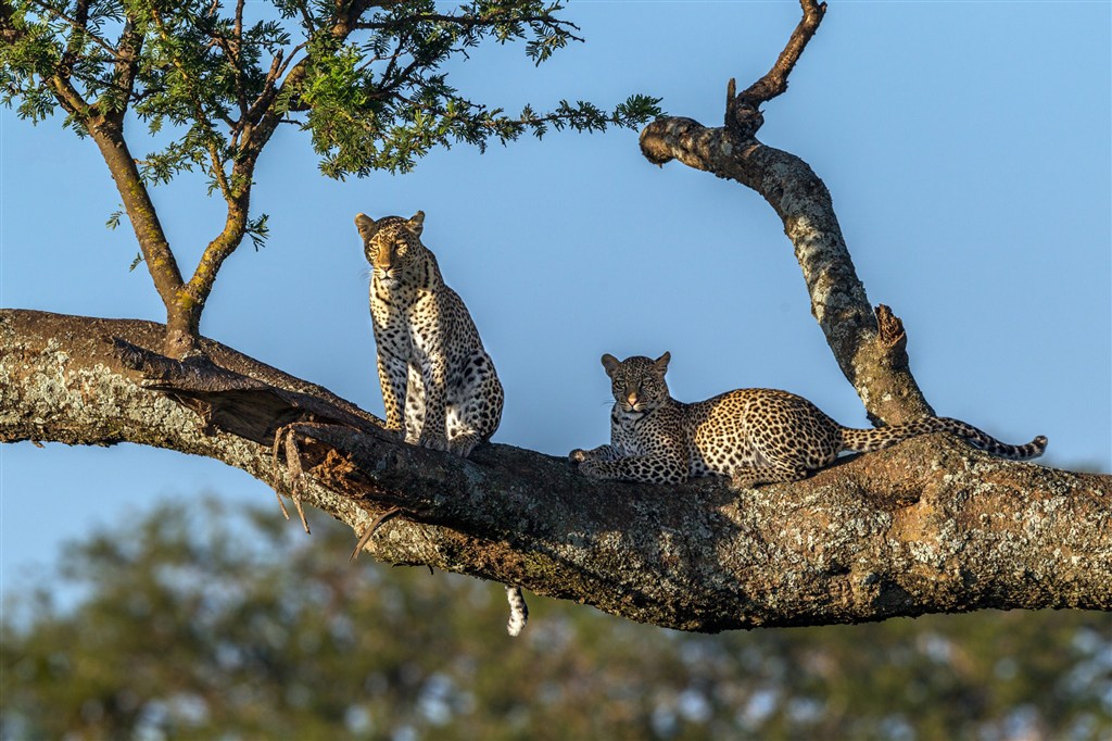 唯美野生动物树干上的两头豹子图片