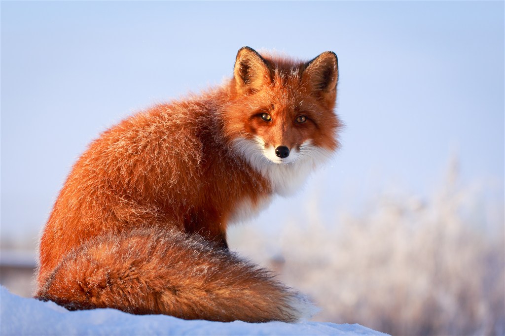 回头看的棕色狐狸图片