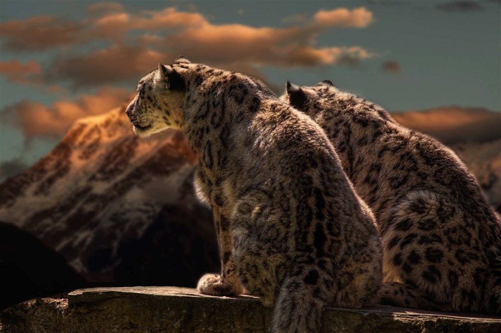 两头豹子背影唯美野生动物图片