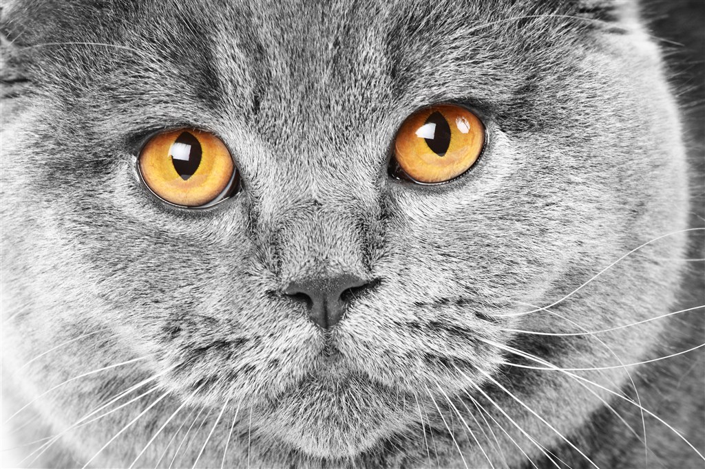 黄色眼睛猫咪图片高清特写