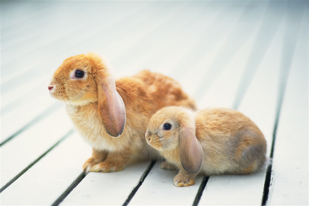 两只呆萌的小兔子图片