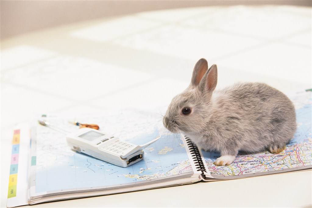 站在书本上的兔子图片