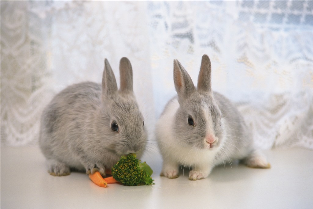 吃着西兰花的兔子图片