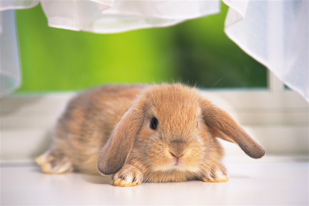 趴在窗帘下的兔子图片