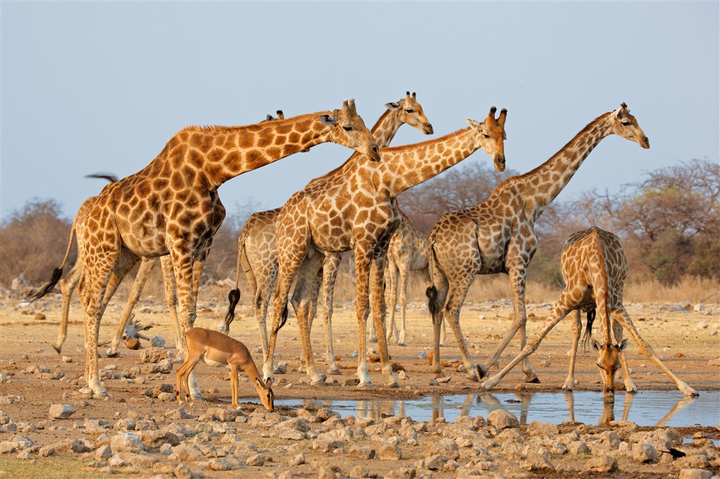 一群喝水的长颈鹿图片