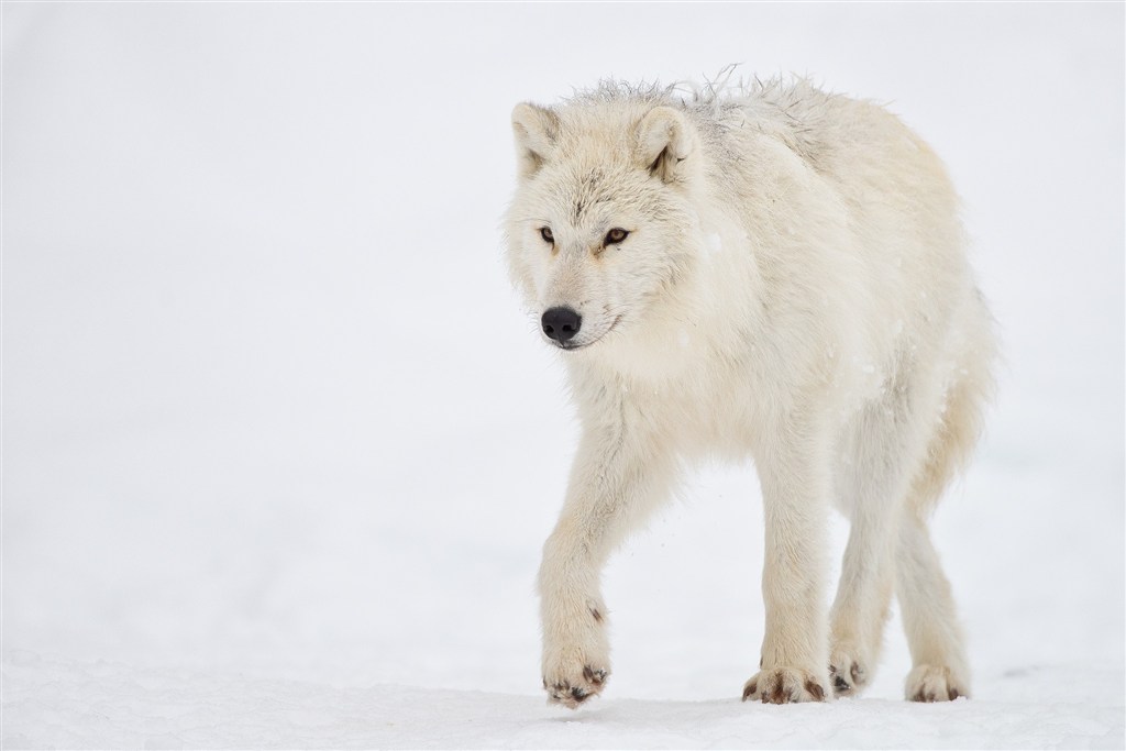 唯美野生动物白狼图片