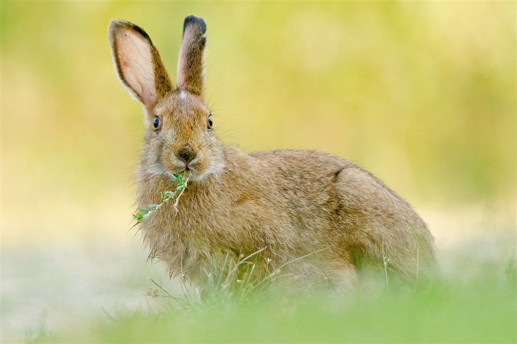 唯美野生动物兔子图片