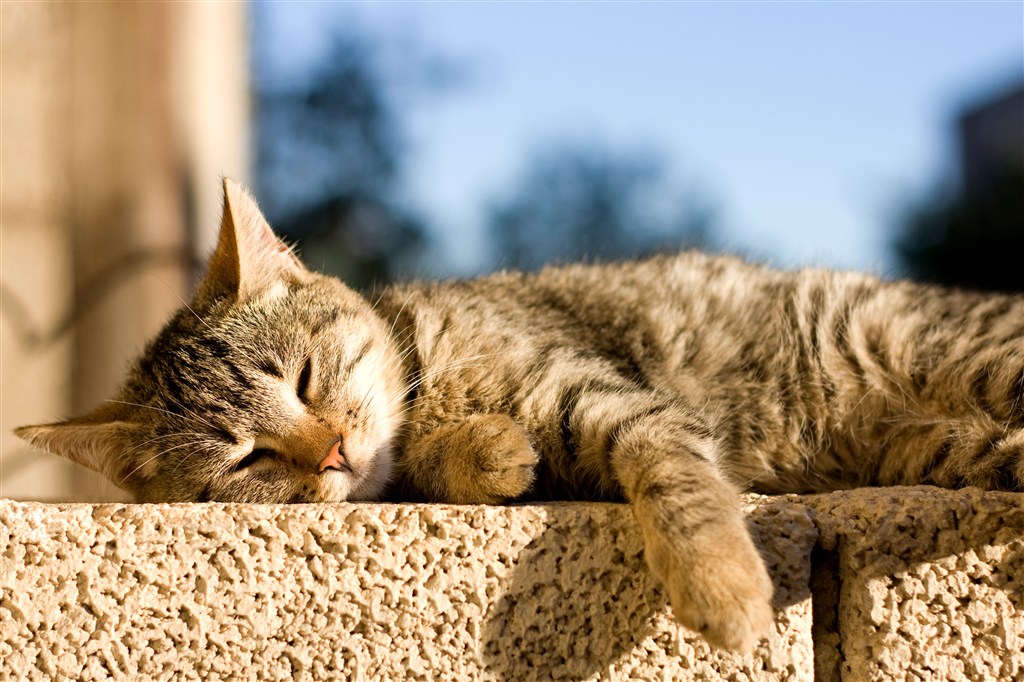 躺地上慵懒的猫咪图片
