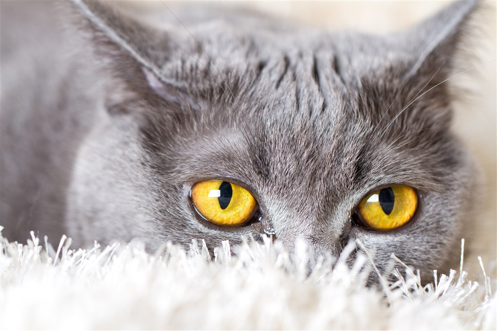 金黄色眼睛猫咪图片