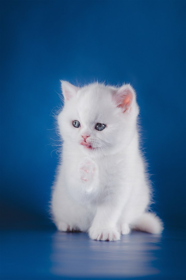 蓝色背景娇小可爱的猫咪图片
