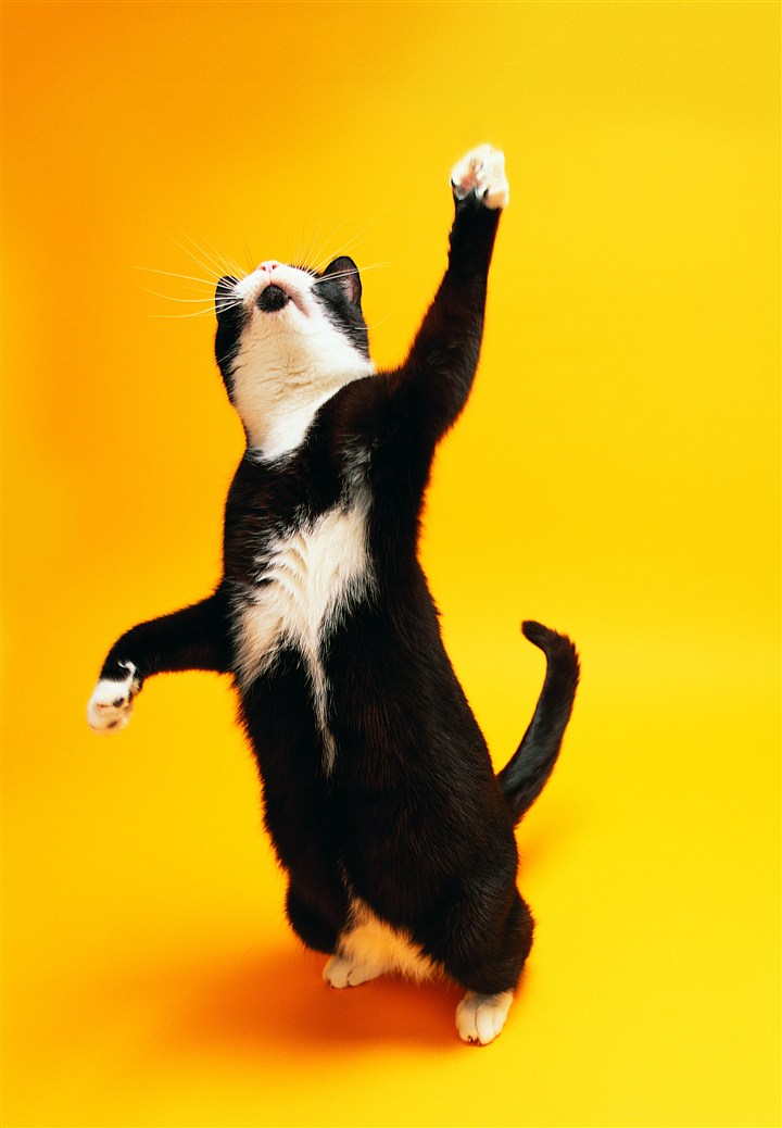 黄色背景跳舞的猫咪图片