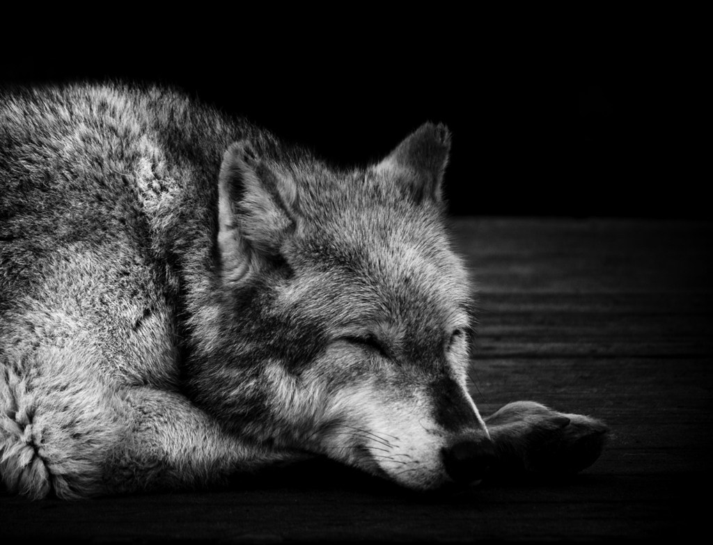 黑暗中沉睡的狼图片