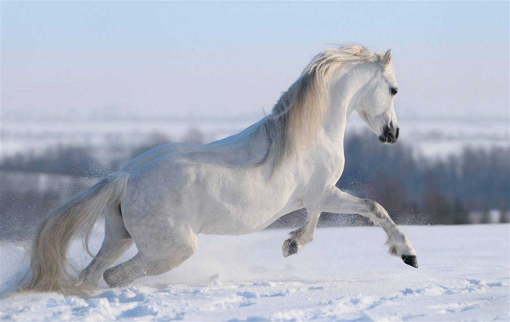 雪地上奔跑的白色骏马图片