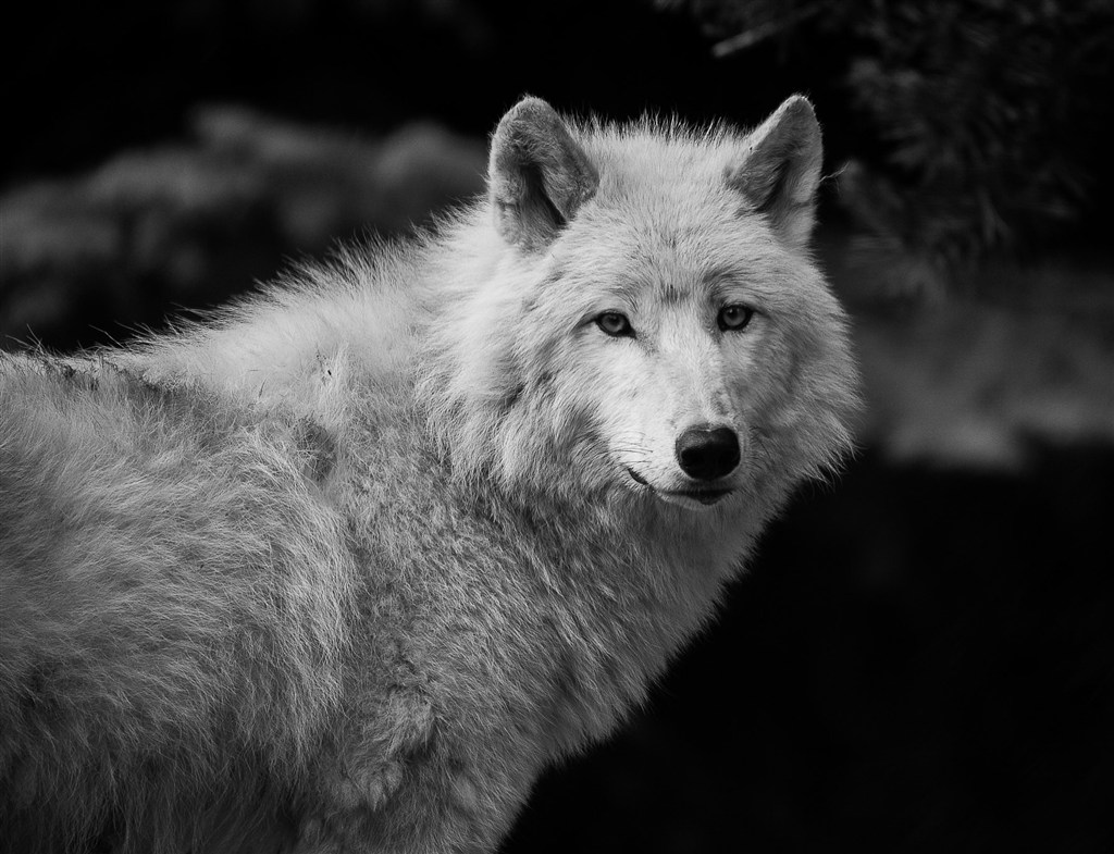唯美野生动物黑暗里的狼图片