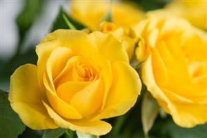 黄色玫瑰花特写高清图片